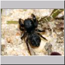 Salticidae sp - Springspinne 01a 5mm Teverener Heide - Kiesgrube.jpg